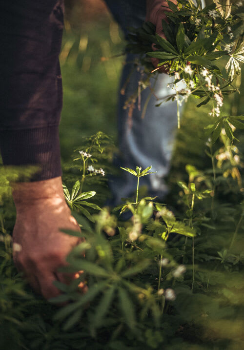 Foraging sweet woodruff Foraging sweet woodruff