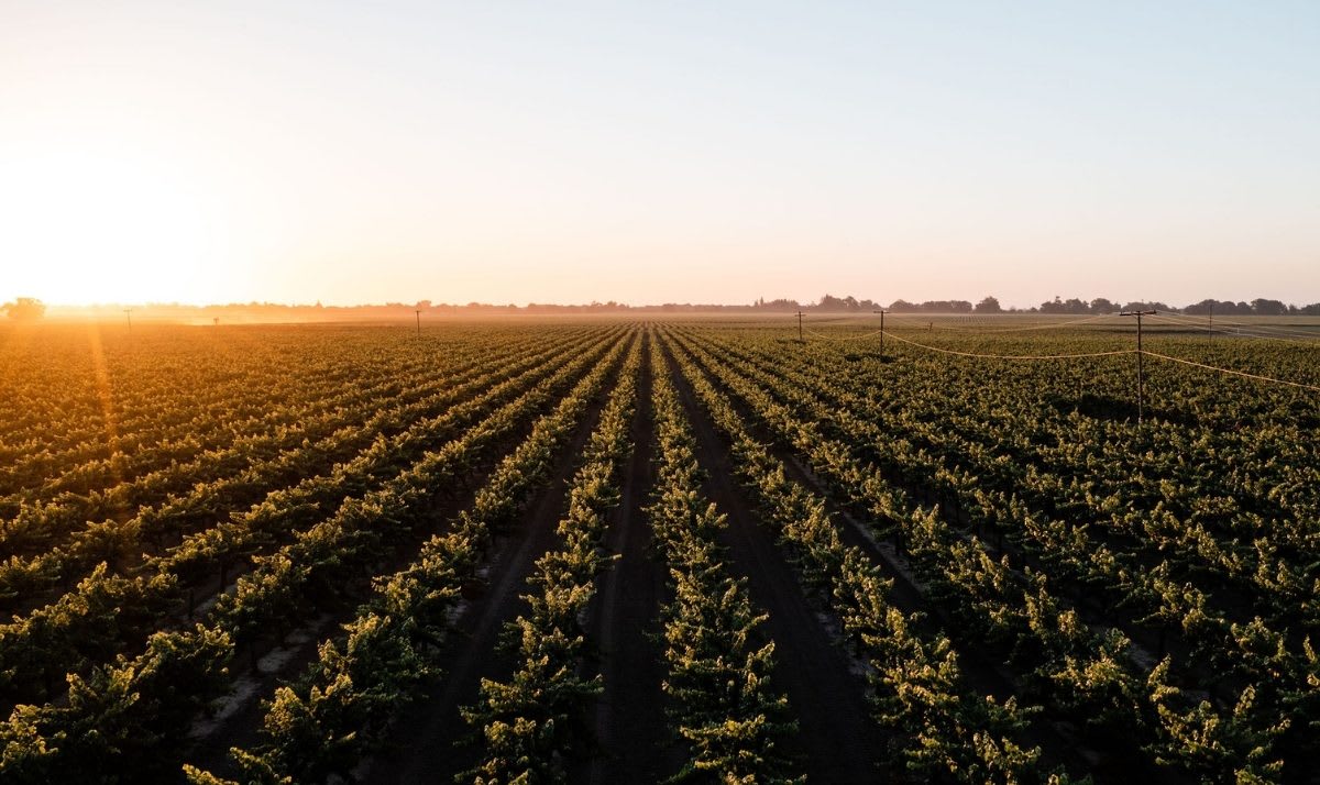 Image Of Bogle Family Vineyards Sunset