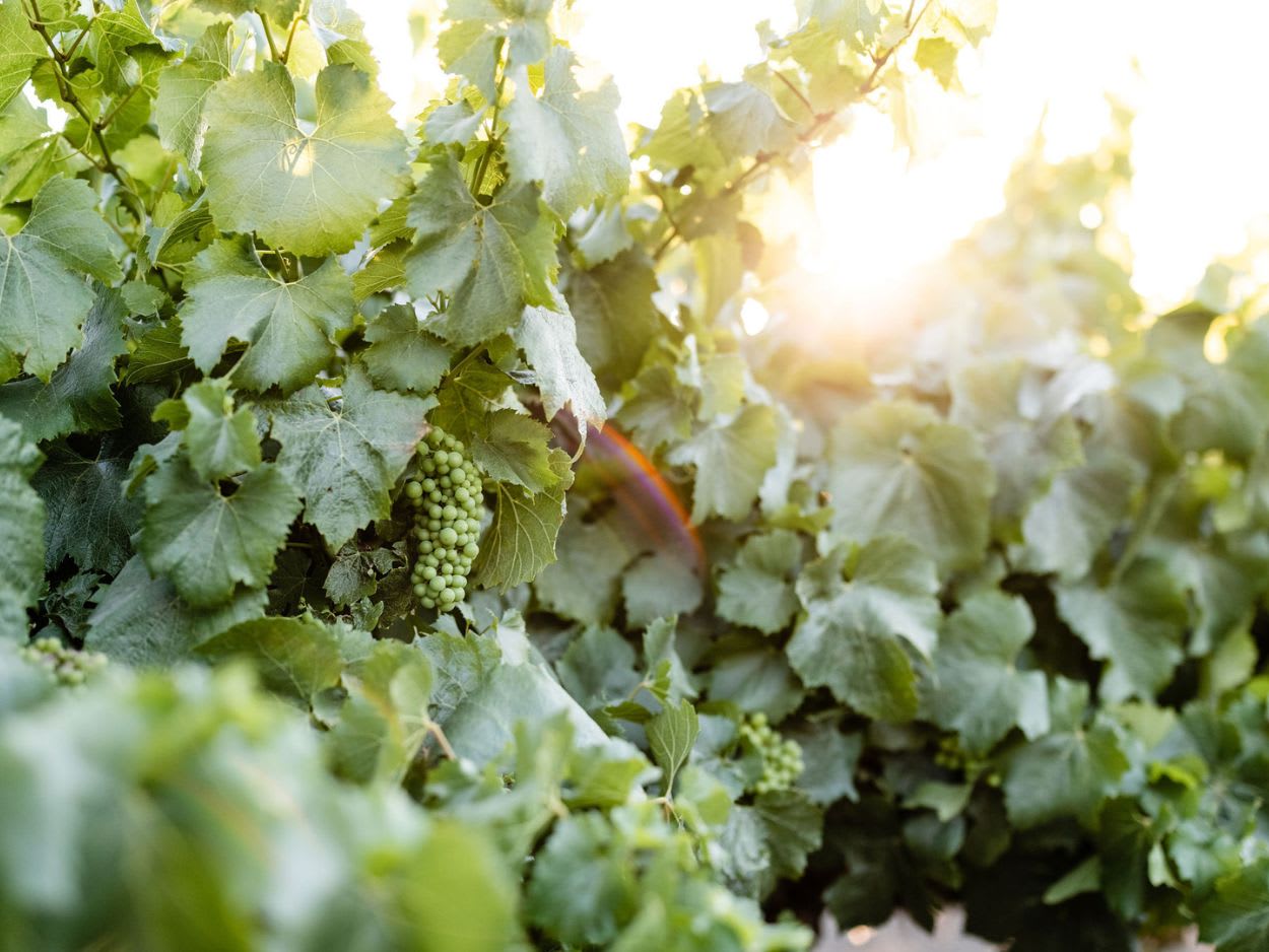 Image Of Bogle Family Among The Vines at Home Ranch