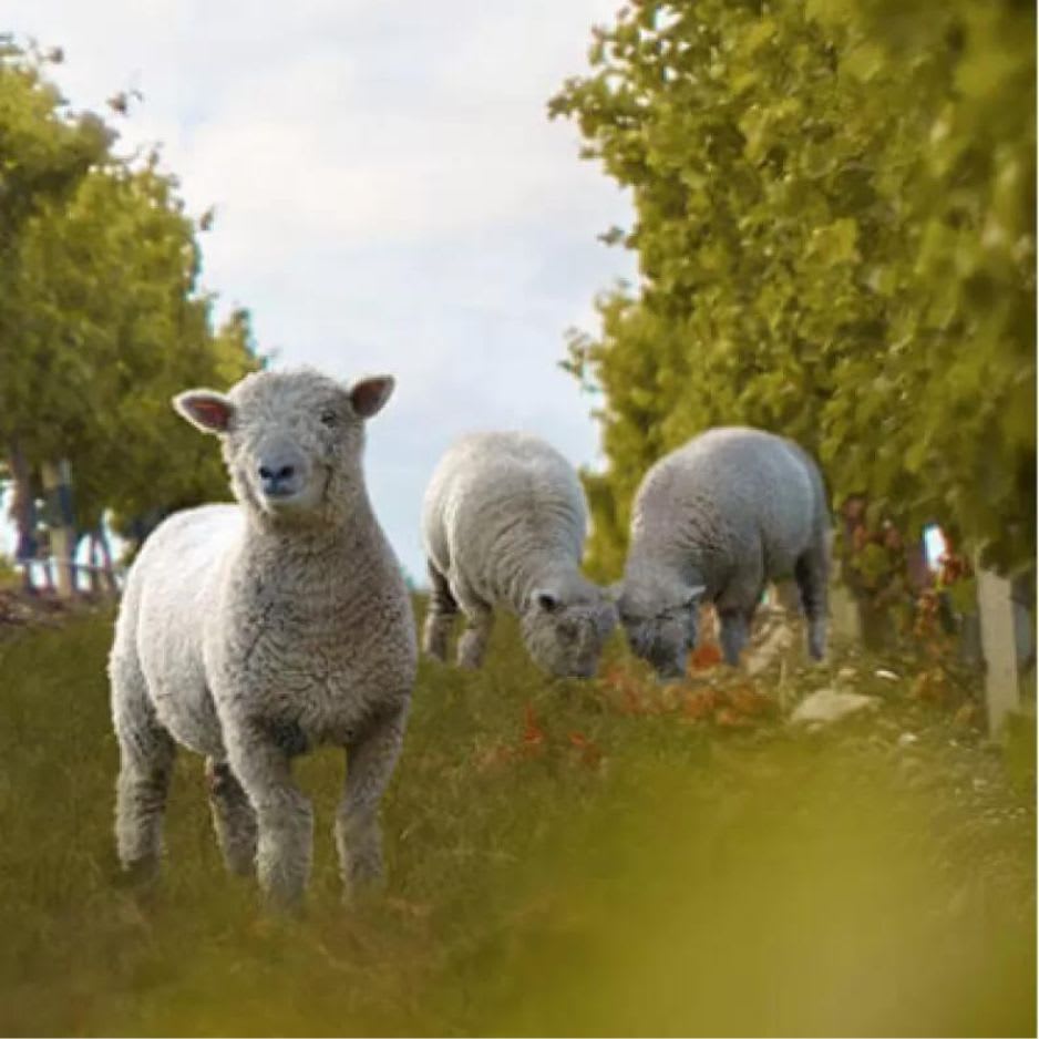 Image Of Yealands Estate Babydoll Sheep In Vineyard