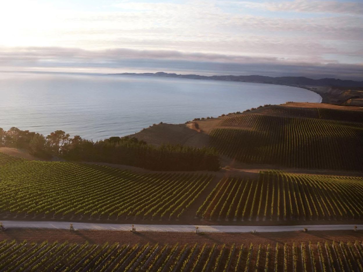 Image Of Yealands Estate Vineyards Marlborough Overlooking Clifford Bay