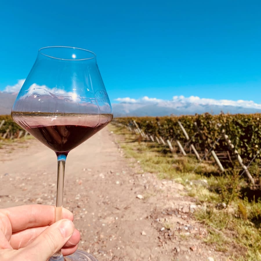 Image Of Glass of Wine in Vineyards Image Of Glass of Wine in Vineyards