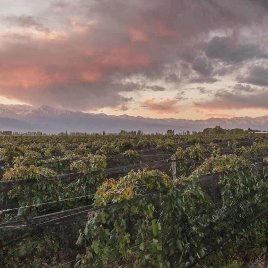 Image Of Susana Balbo Los Carolinos Vineyards Image Of Susana Balbo Los Carolinos Vineyards