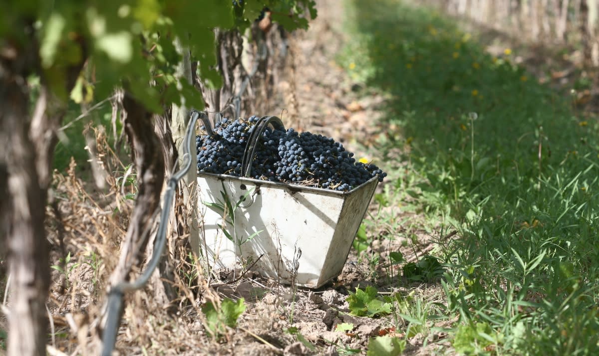 Image Of Susana Balbo Vineyards at Harvest