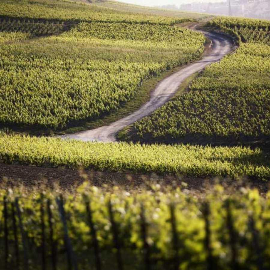 Image Of Taittinger Vineyards