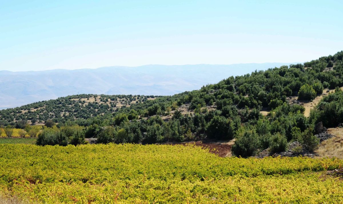 Image Of Ixsir Vineyards