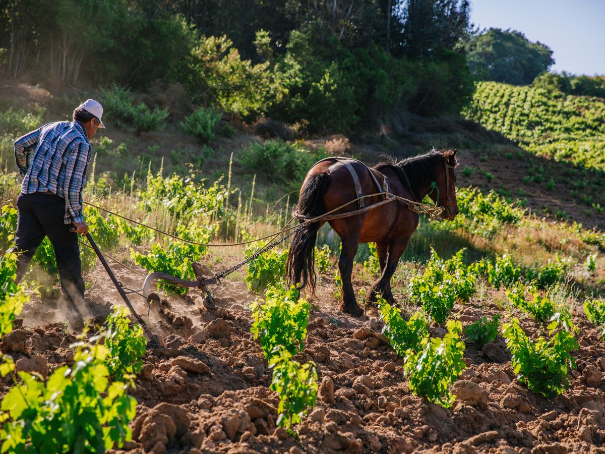 Image Of Horses ploughing between the rows in the De Martino vineyards