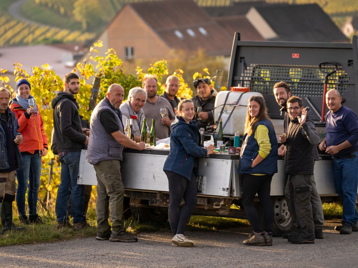 Image Of Harvest in the vineyards at Trimbach