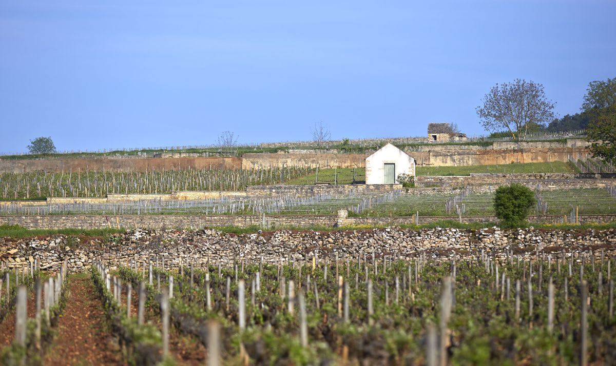 Image Of Vineyard view at Joseph Drouhin, Burgundy
