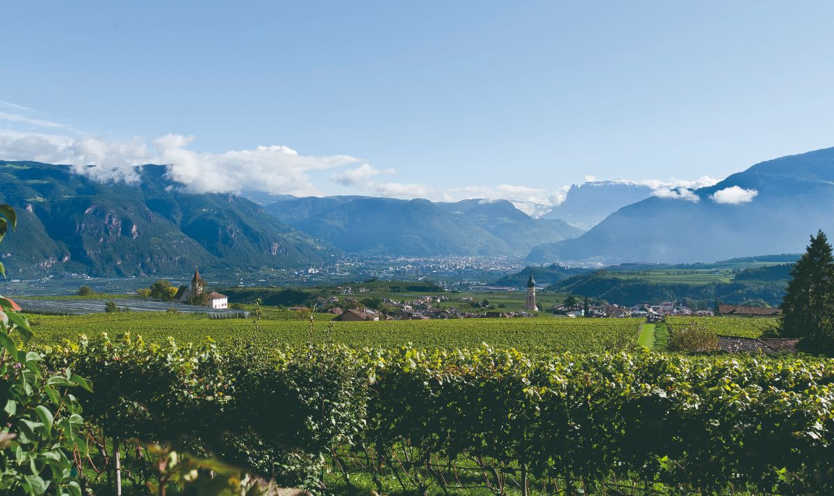 Image Of Thelema vineyards Stellenbosch