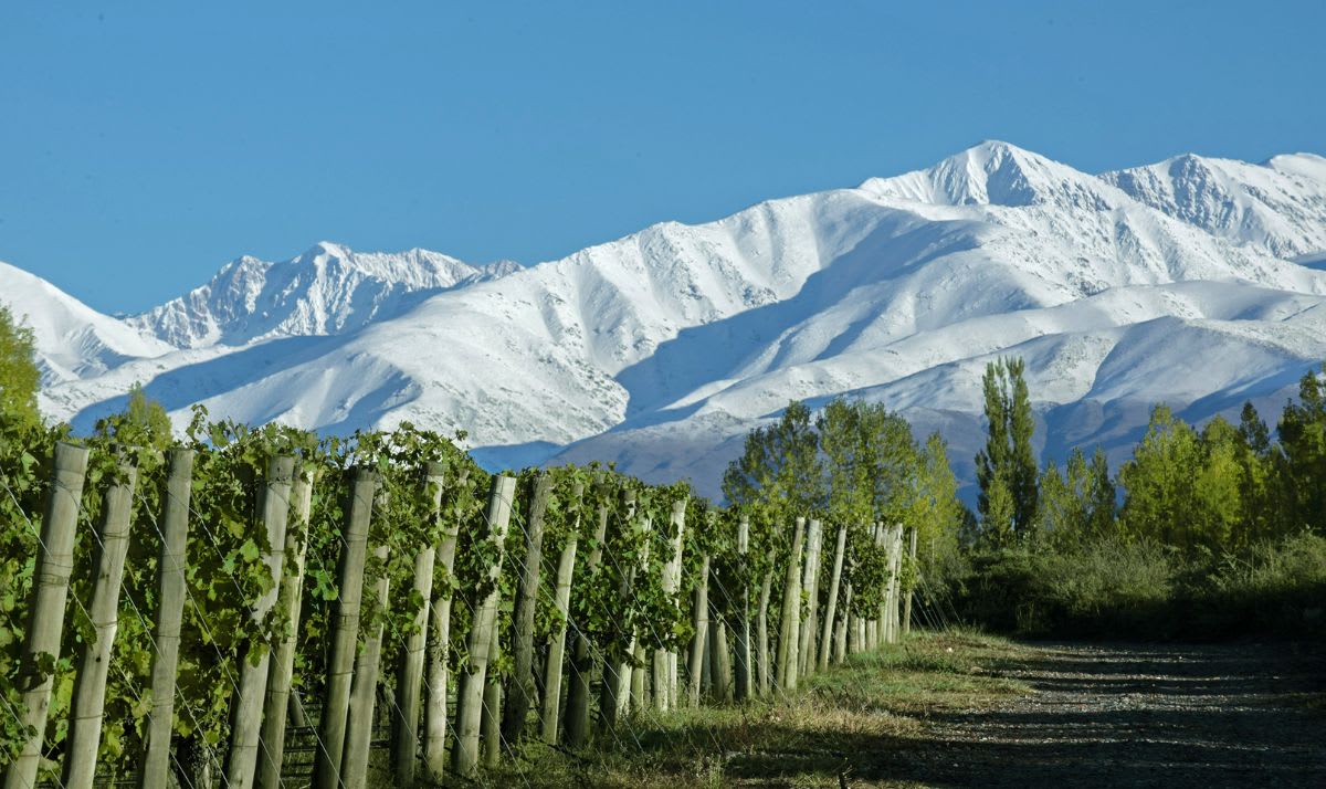 Image Of Vines with snow-capped Andes in background