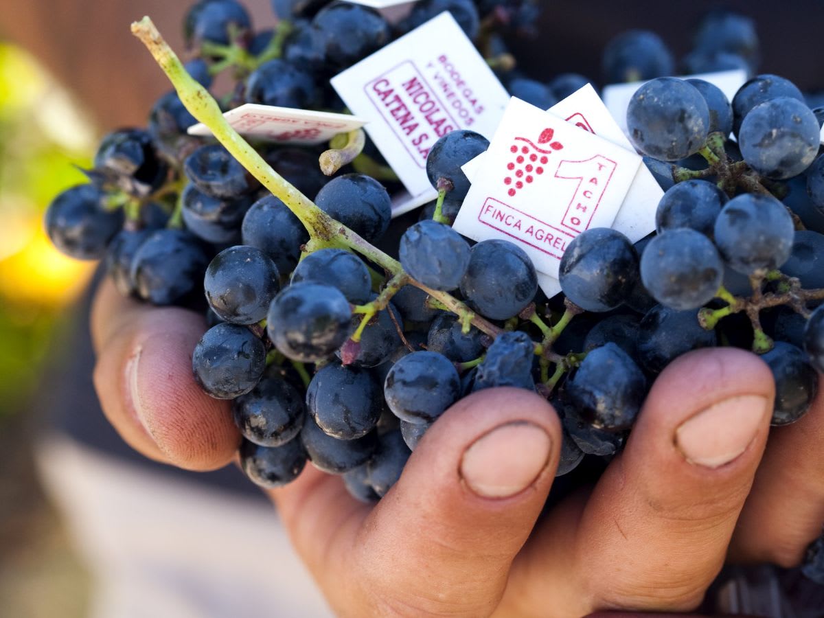Image Of Hands holding grapes Image Of Hands holding grapes