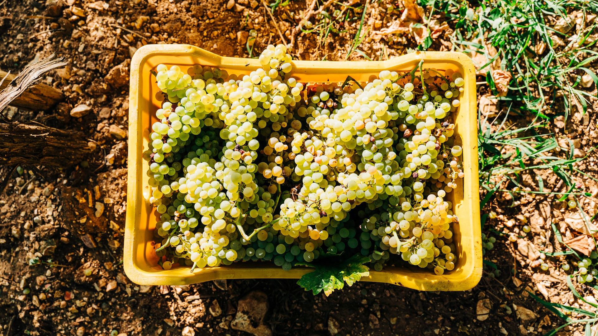 Vermouth visual data 8