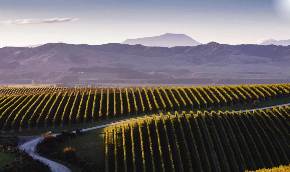 Image Of Yealands Estate Vineyards and Mountains