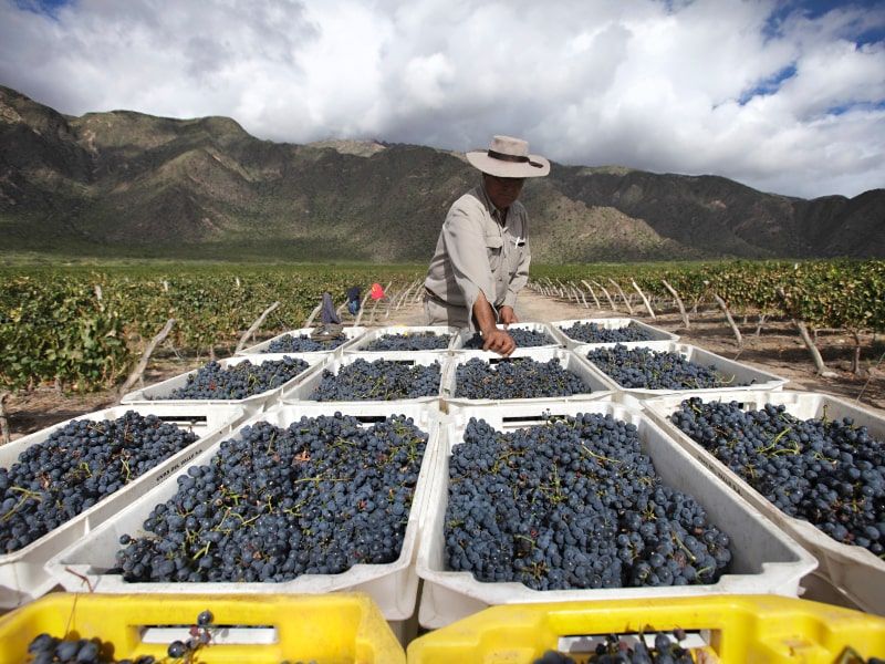 El Porvenir de Cafayate Harvest.jpg