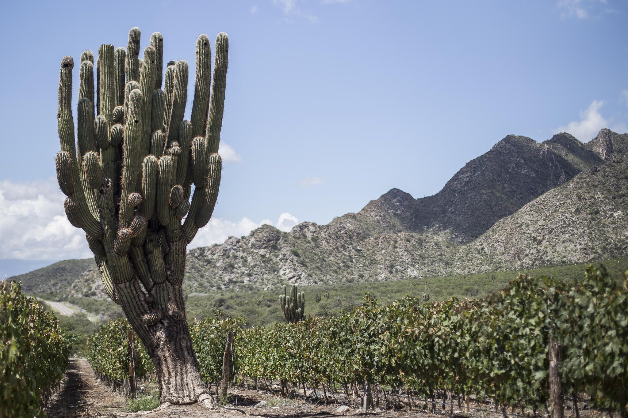 El Porvenir de Cafayate Winery.jpg