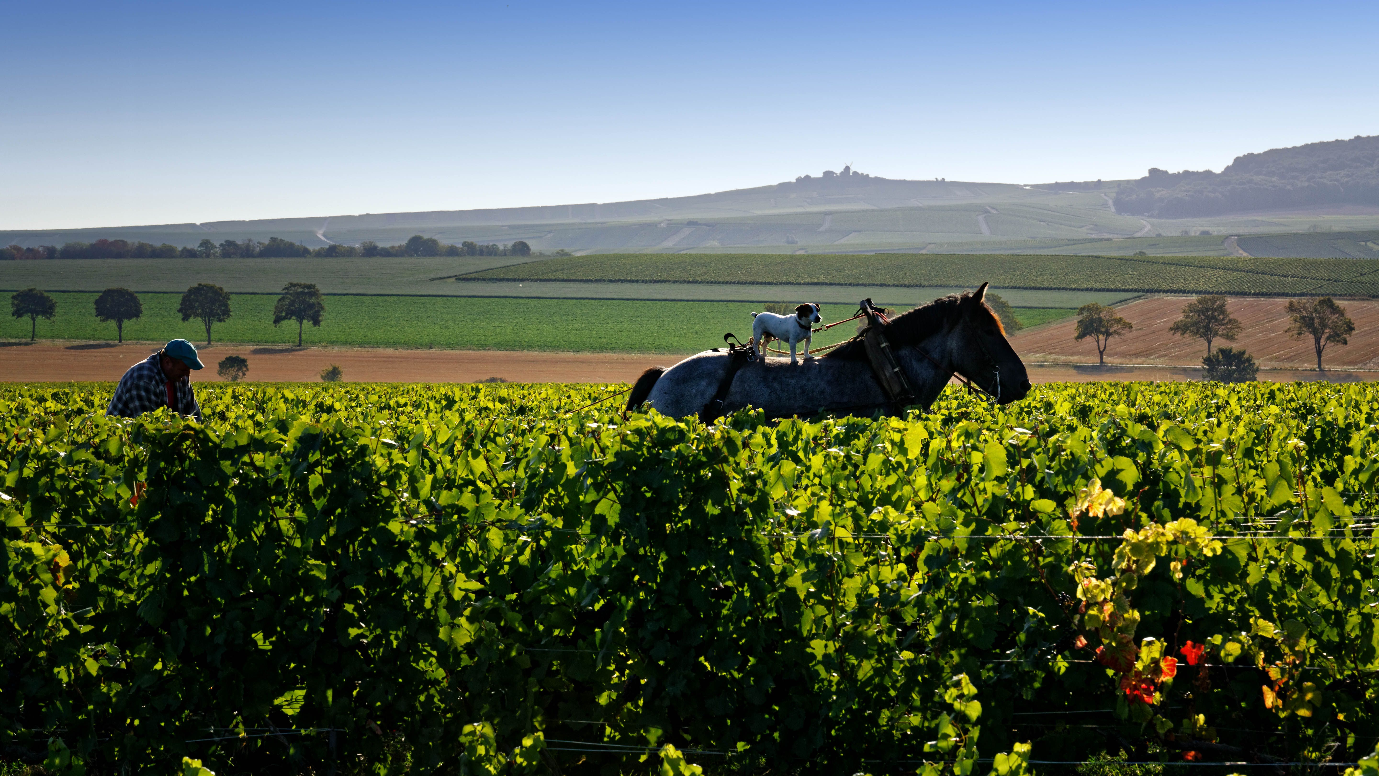 Cattier Vineyards.jpg