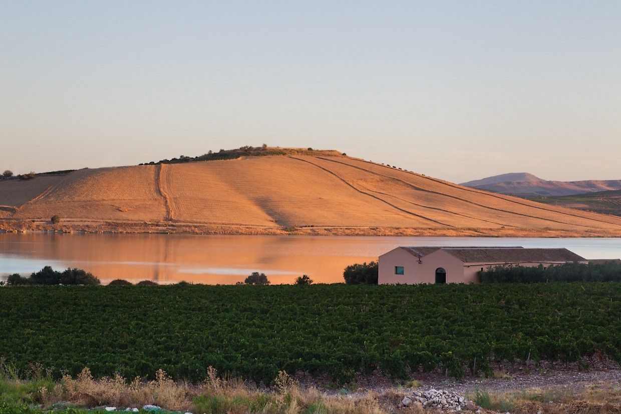 Ulmo vigneto (sullo sfondo la cantina).jpg