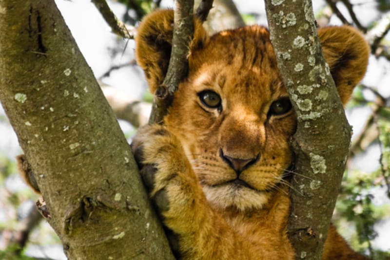 Lion Tree Group