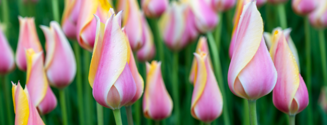 Tulip Mania, Investment and Art