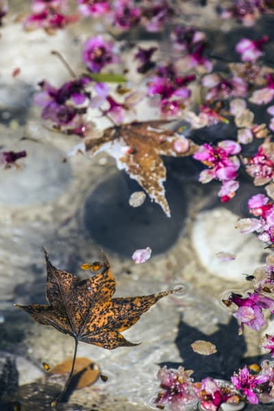 花落花開總有時
