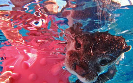 Meet, swim, feed, interact with baby otters, and other magical creatures