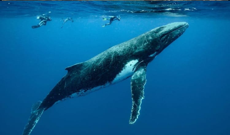 Experience marine ecology, swim with whales, and ocean safaris