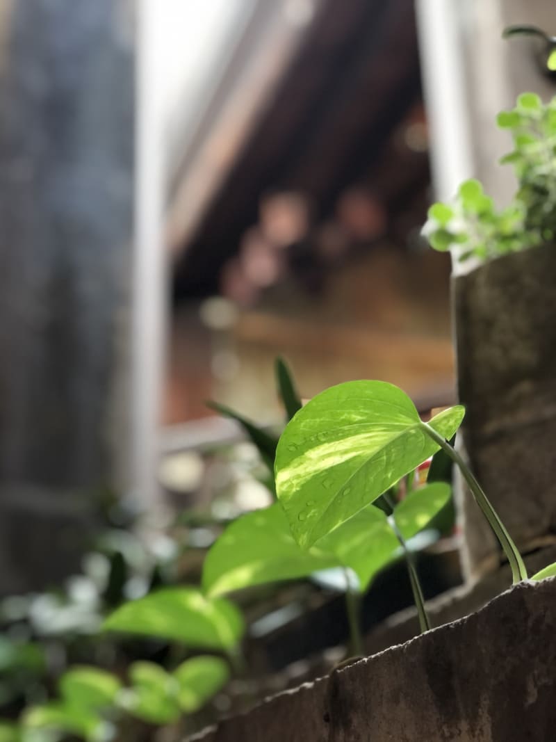 一片綠葉養心靜氣