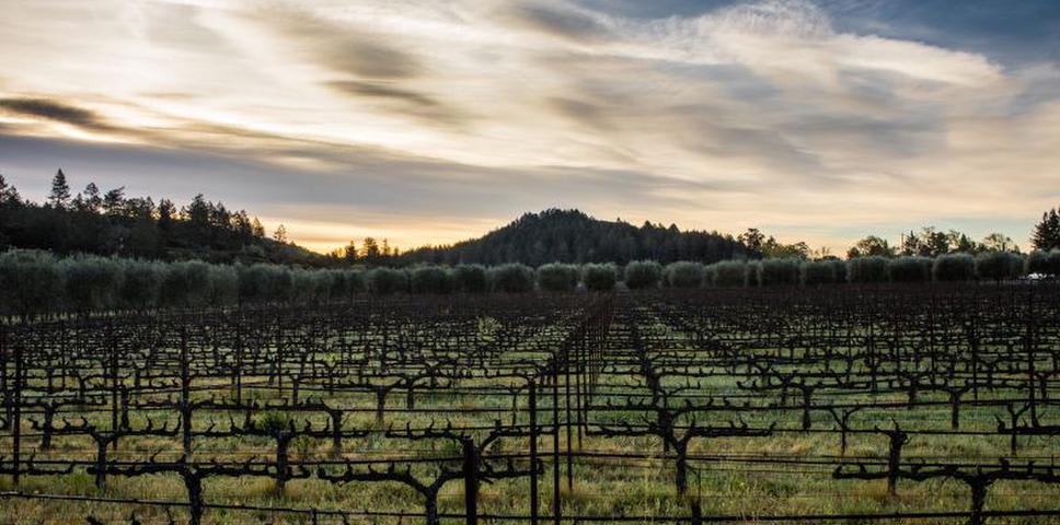 擁有你的私人酒莊，會員制專屬精釀酒 Privileges of Private Labeling Fine Wine and Ownership of Vineyard. Napa Valley Reserve(圖5)