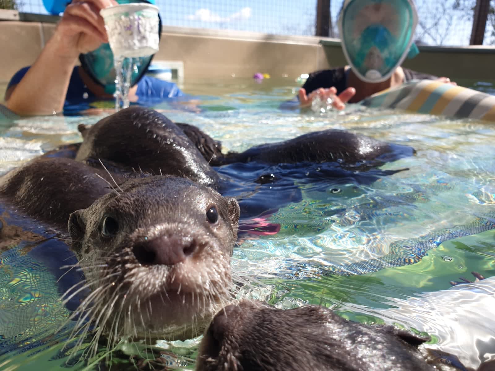 Meet, swim, feed, interact with baby otters, and other magical creatures(圖3)