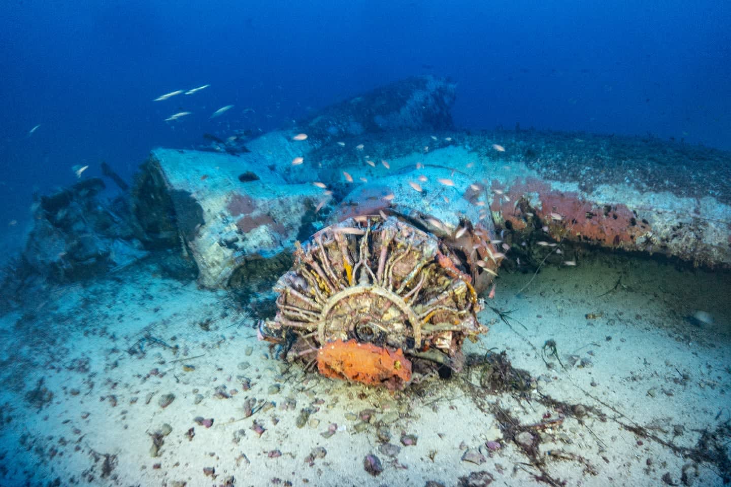 Explore and experience underwater archeological sites undeterred by the physical barrier of the sea(圖7)