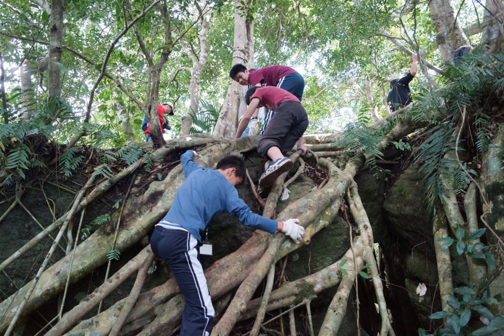 Sazasa open air museum, preserving the last Banyan tree forest and its wisdom in Taiwan, featuring the “Walking Tree”(圖6)