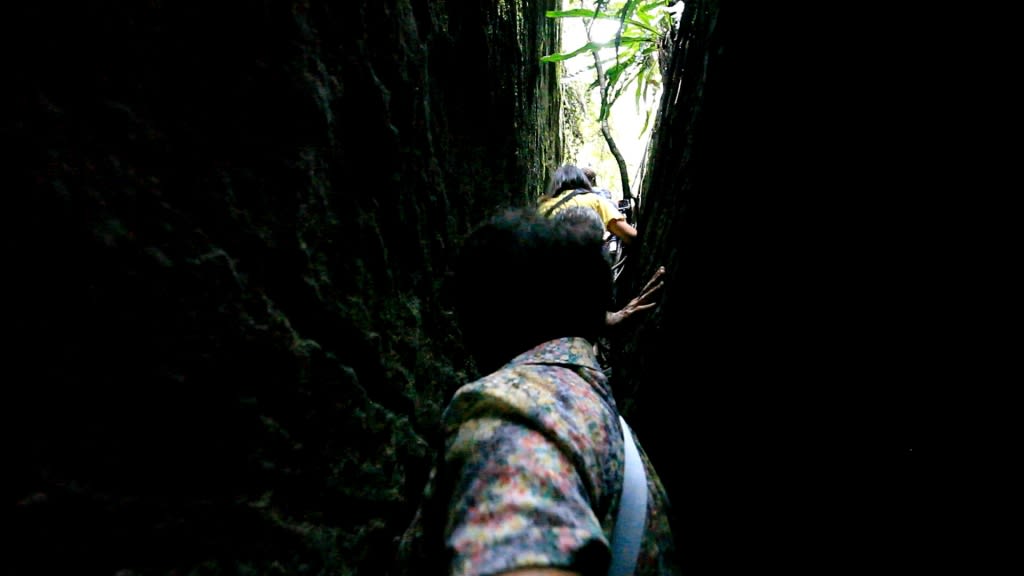 Sazasa open air museum, preserving the last Banyan tree forest and its wisdom in Taiwan, featuring the “Walking Tree”(圖13)