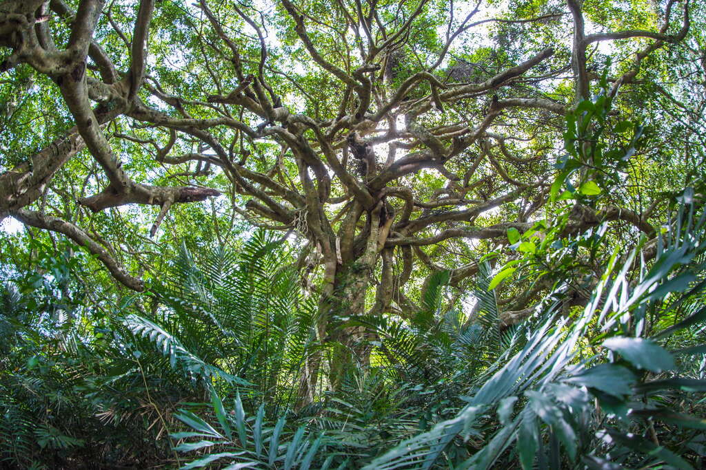 Sazasa open air museum, preserving the last Banyan tree forest and its wisdom in Taiwan, featuring the “Walking Tree”(圖9)