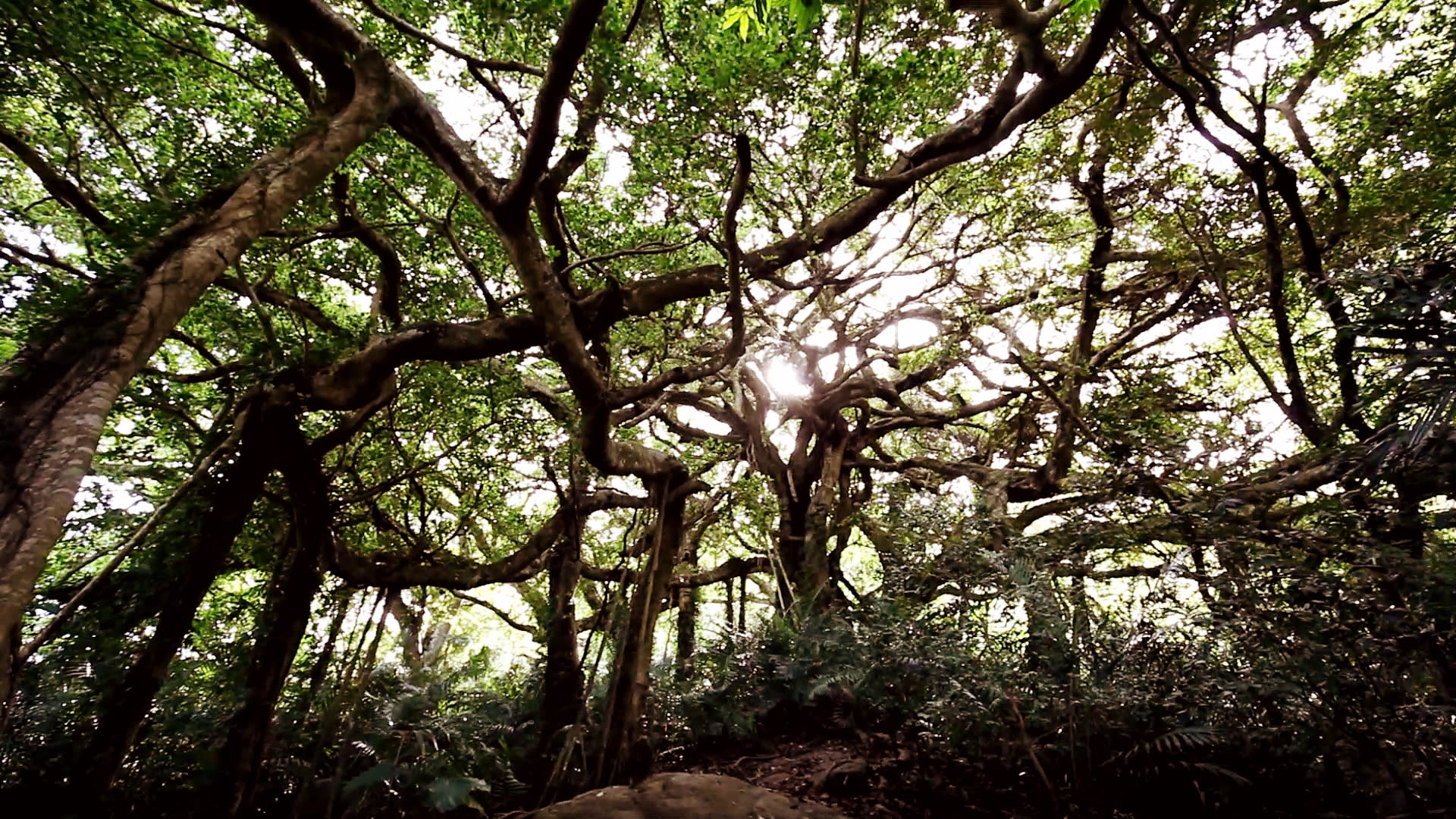 Sazasa open air museum, preserving the last Banyan tree forest and its wisdom in Taiwan, featuring the “Walking Tree”(圖1)