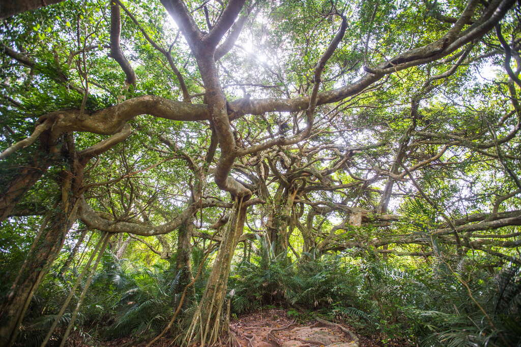 Sazasa open air museum, preserving the last Banyan tree forest and its wisdom in Taiwan, featuring the “Walking Tree”(圖7)