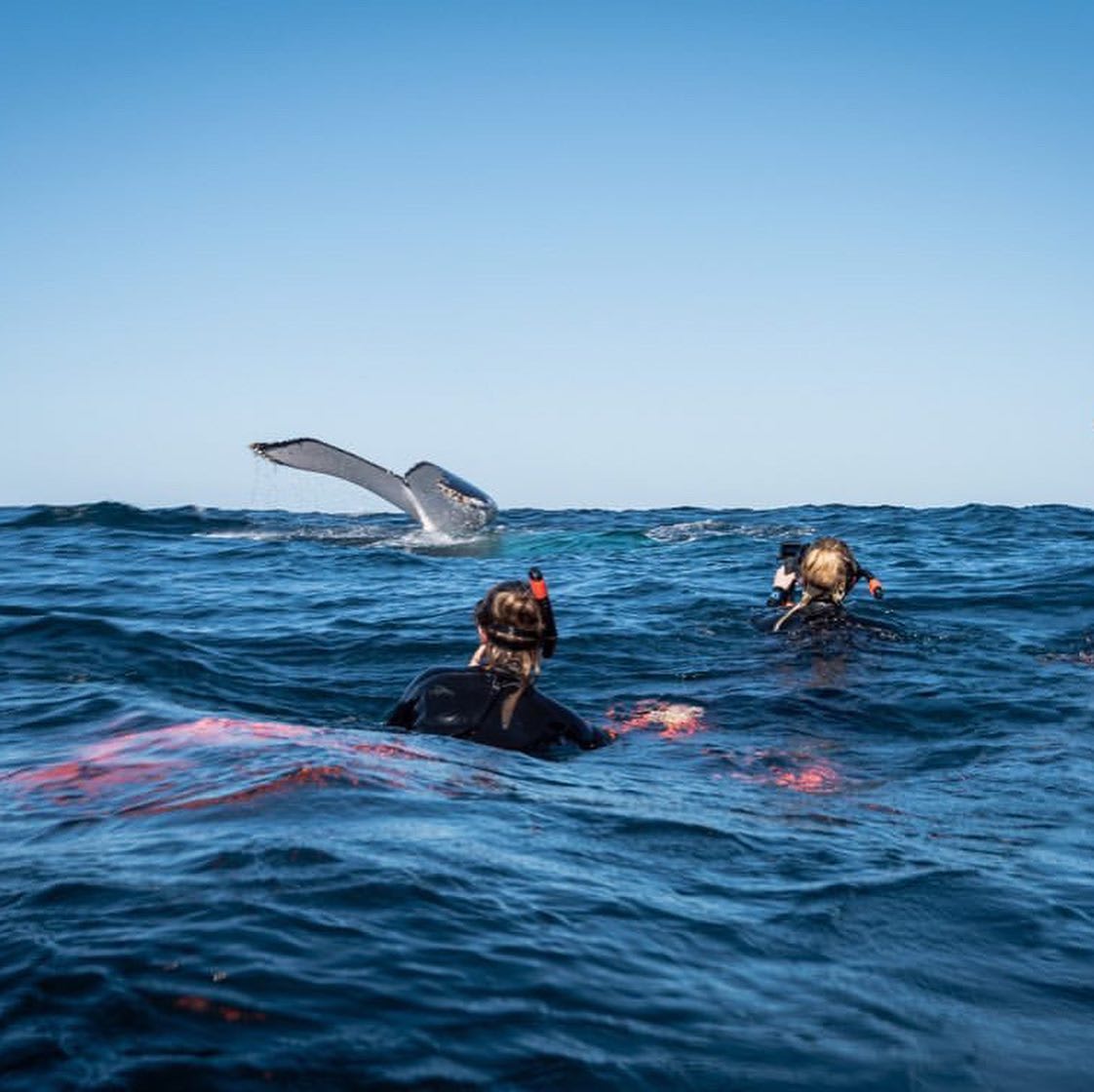 Experience marine ecology, swim with whales, and ocean safaris(圖3)