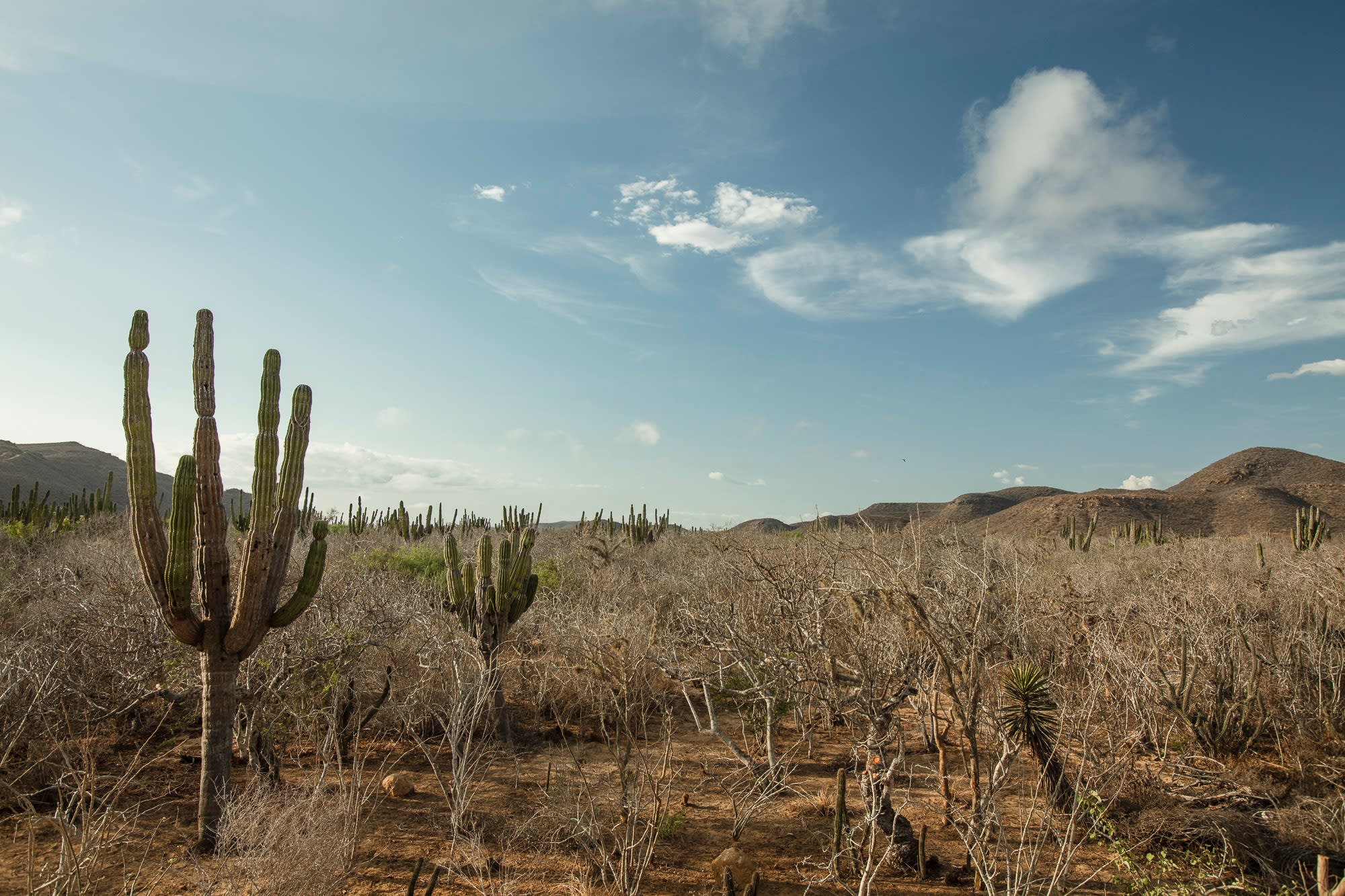 Immersive ancient Mexican healing with blazing sun, dusty trails, sea breeze and starry skies(圖14)