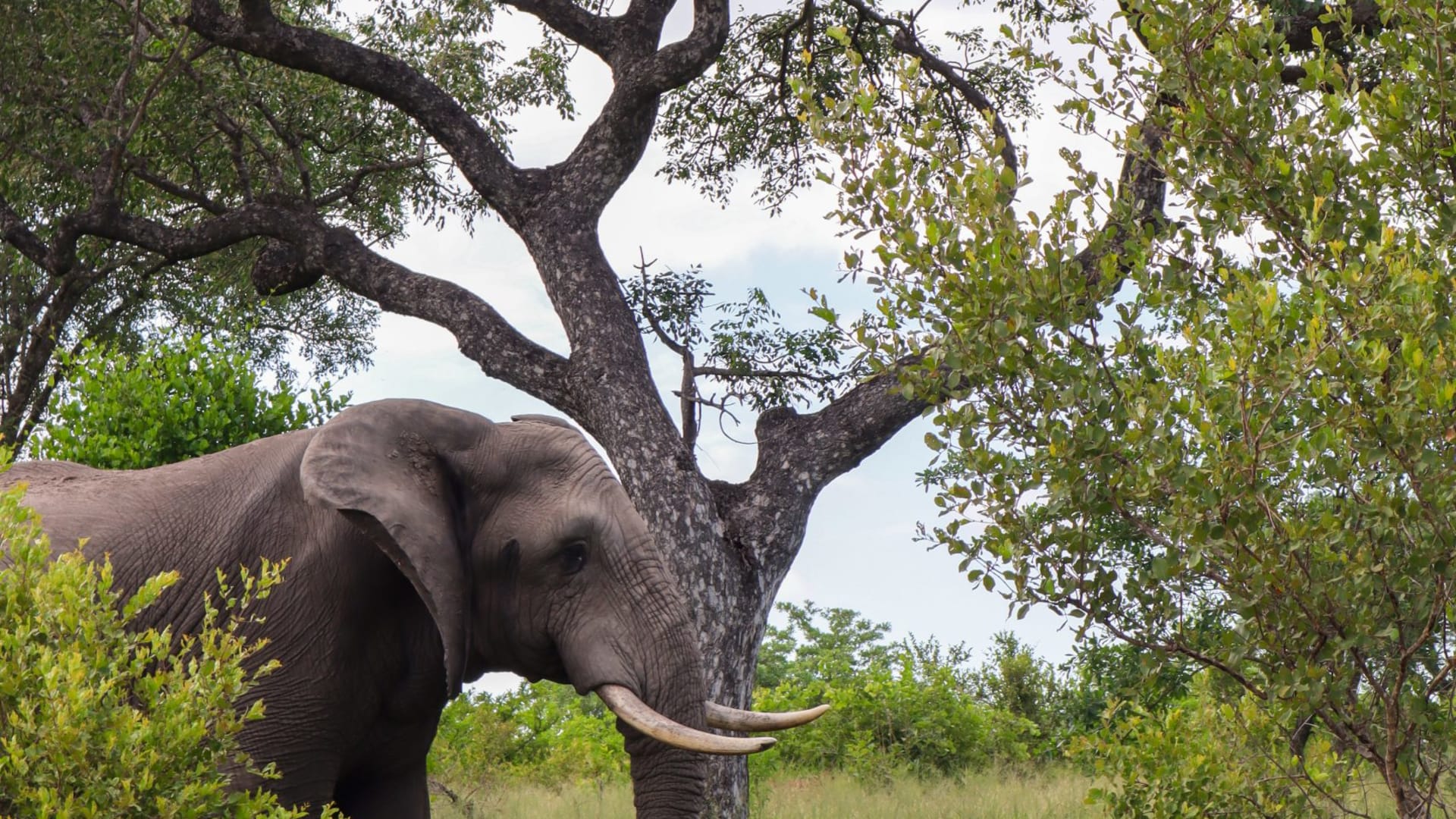 Südafrika, Elefant in der Savanne