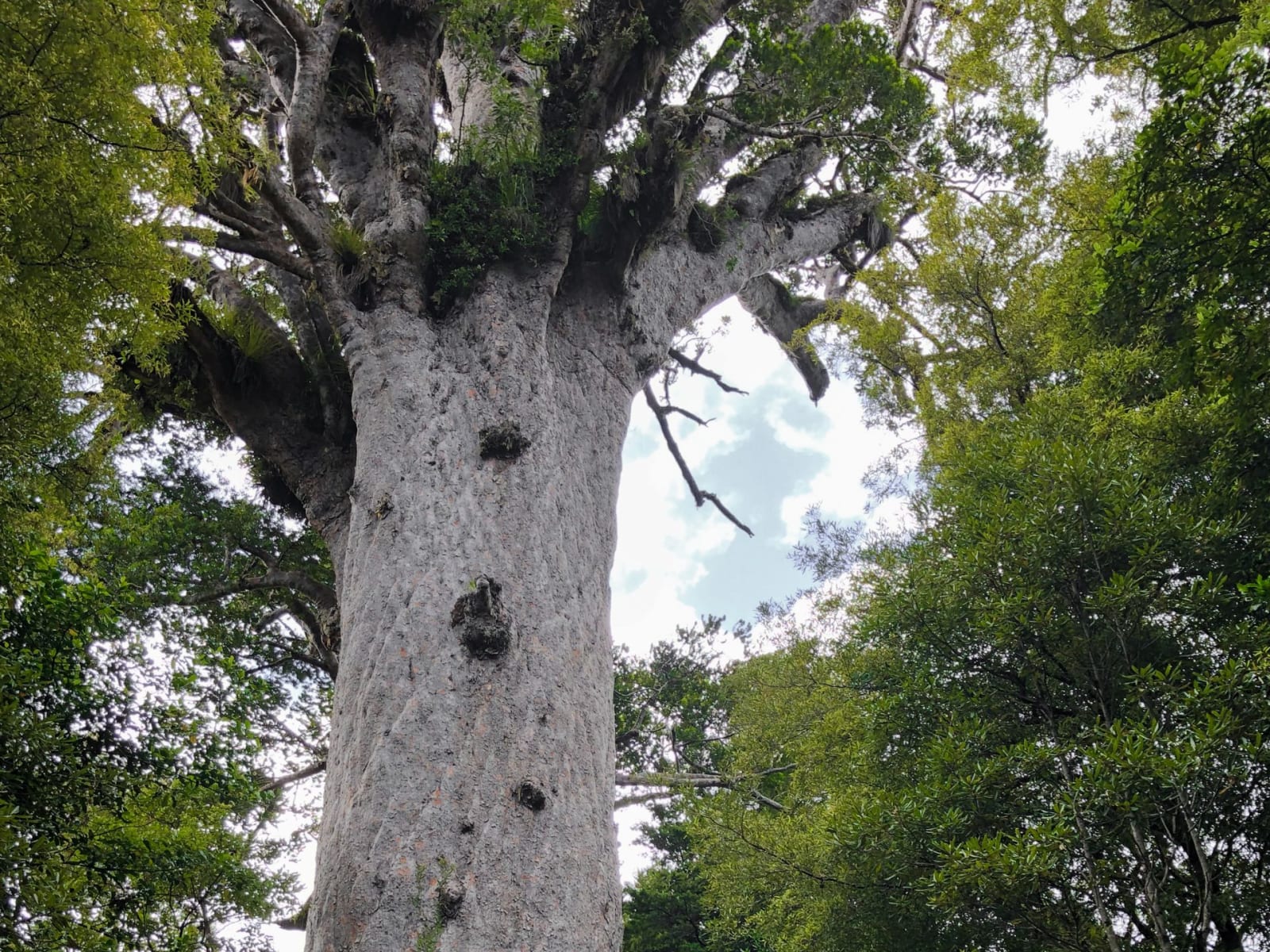 Waipoua Forest, Neuseeland