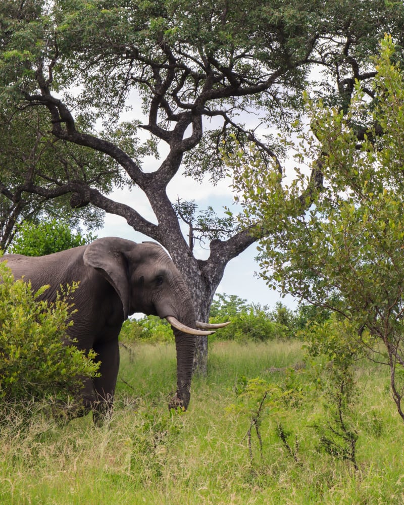South Africa, elephant in the savanna