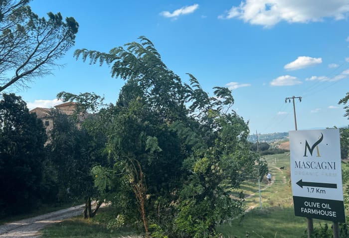 Olivenölfarm, Mascagni Organic Farm, San Gimignano
