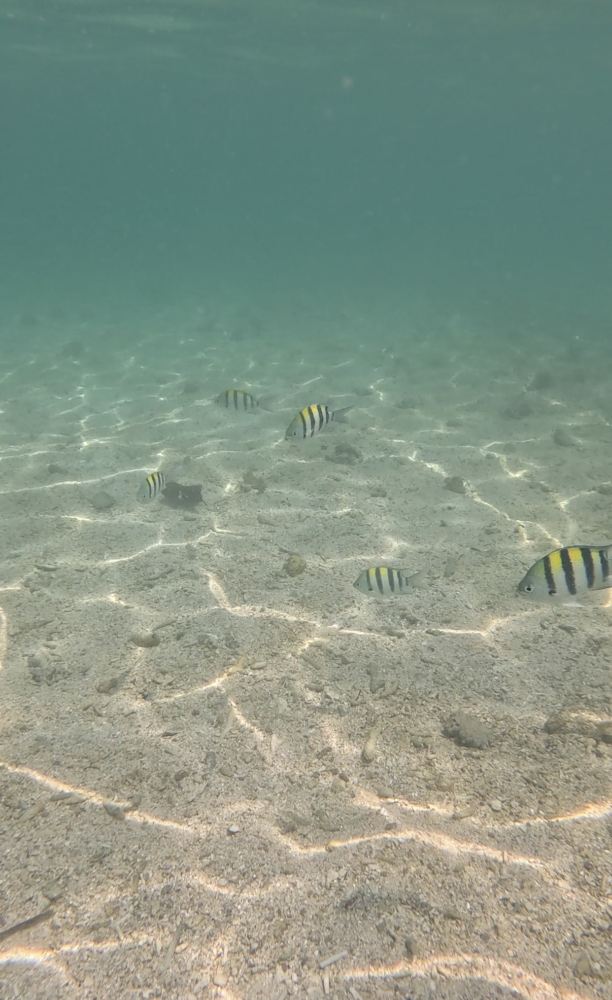 Koh Nang Yuan Wasser