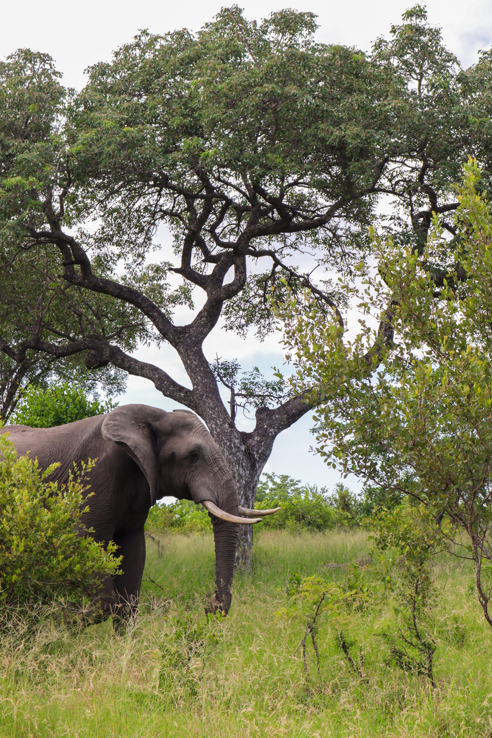 Südafrika, Elefant in der Savanne