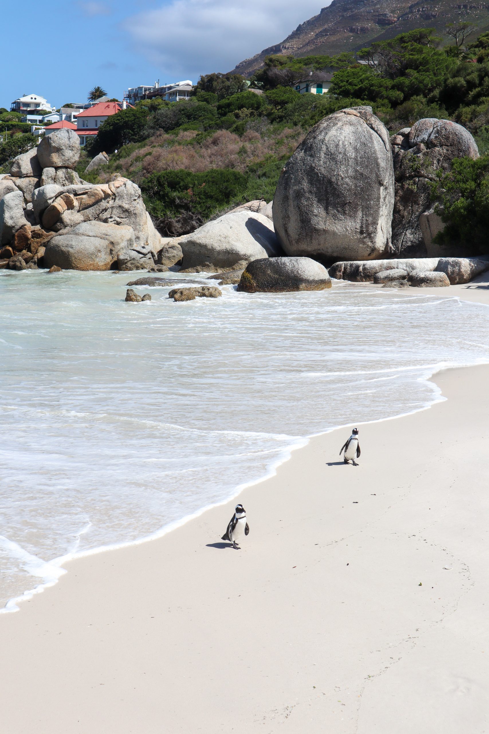 Zwei Brillenpinguine spazieren am Boulders Beach nahe Kapstadt, Südafrika, mit Granitfelsen im Hintergrund.
