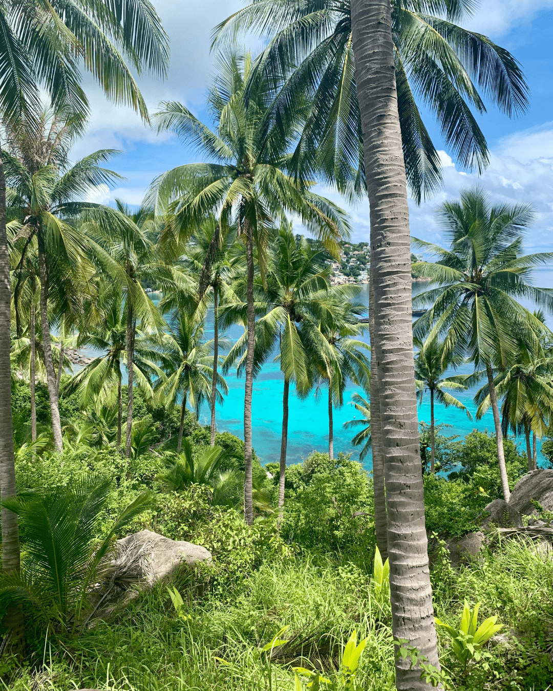 Türkisblaues Meer zwischen Kokospalmen auf Koh Tao, Thailand, tropisches Inselparadies