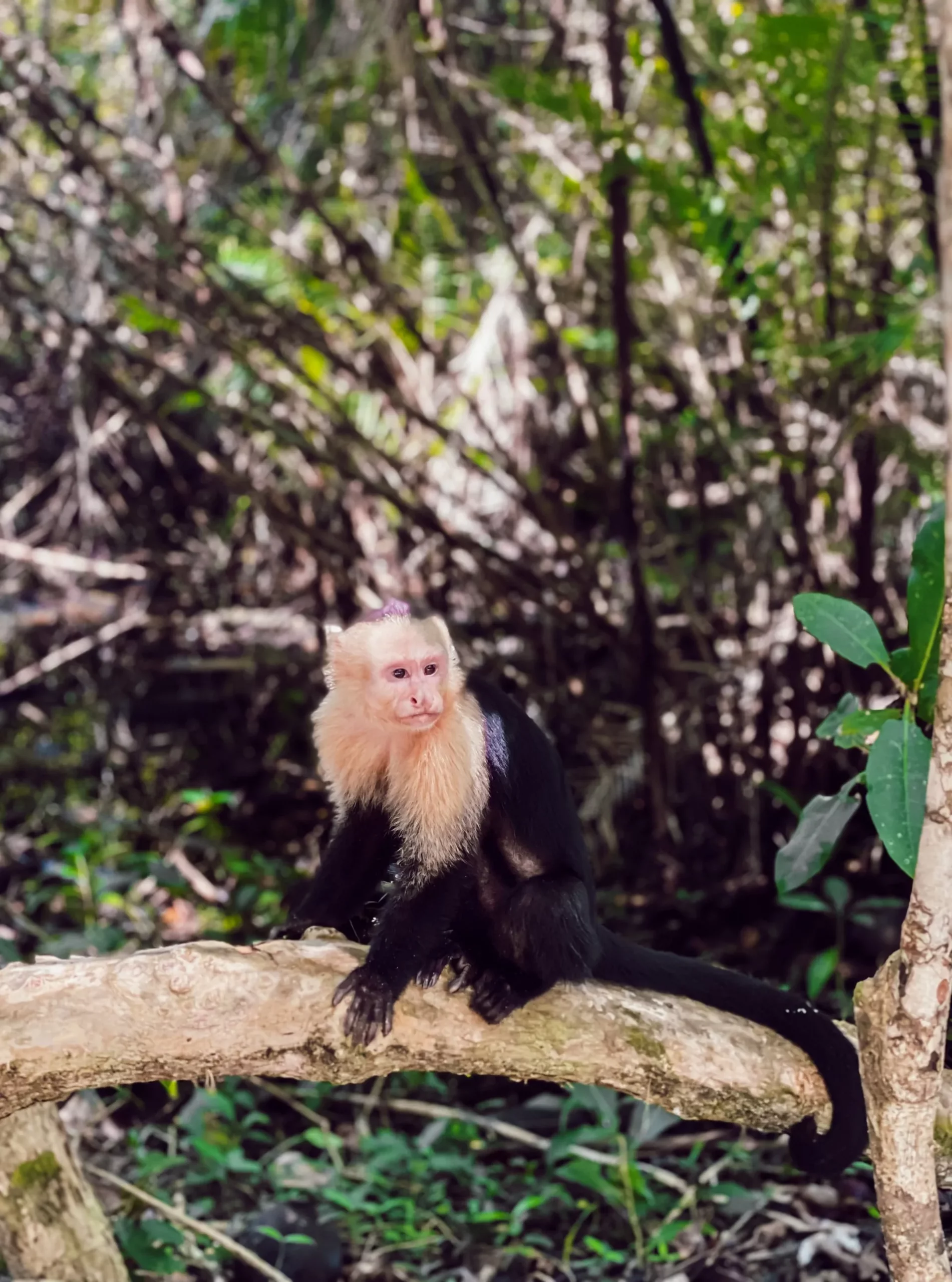 Weißschulter-Kapuzineraffe sitzt auf Ast im Regenwald Costa Ricas – Wildtiere hautnah erleben