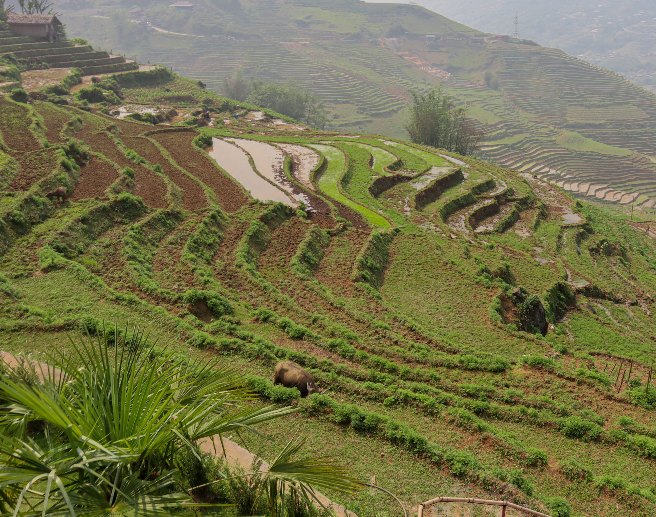 Vietnam, Reisterrassen und grüne Berglandschaft