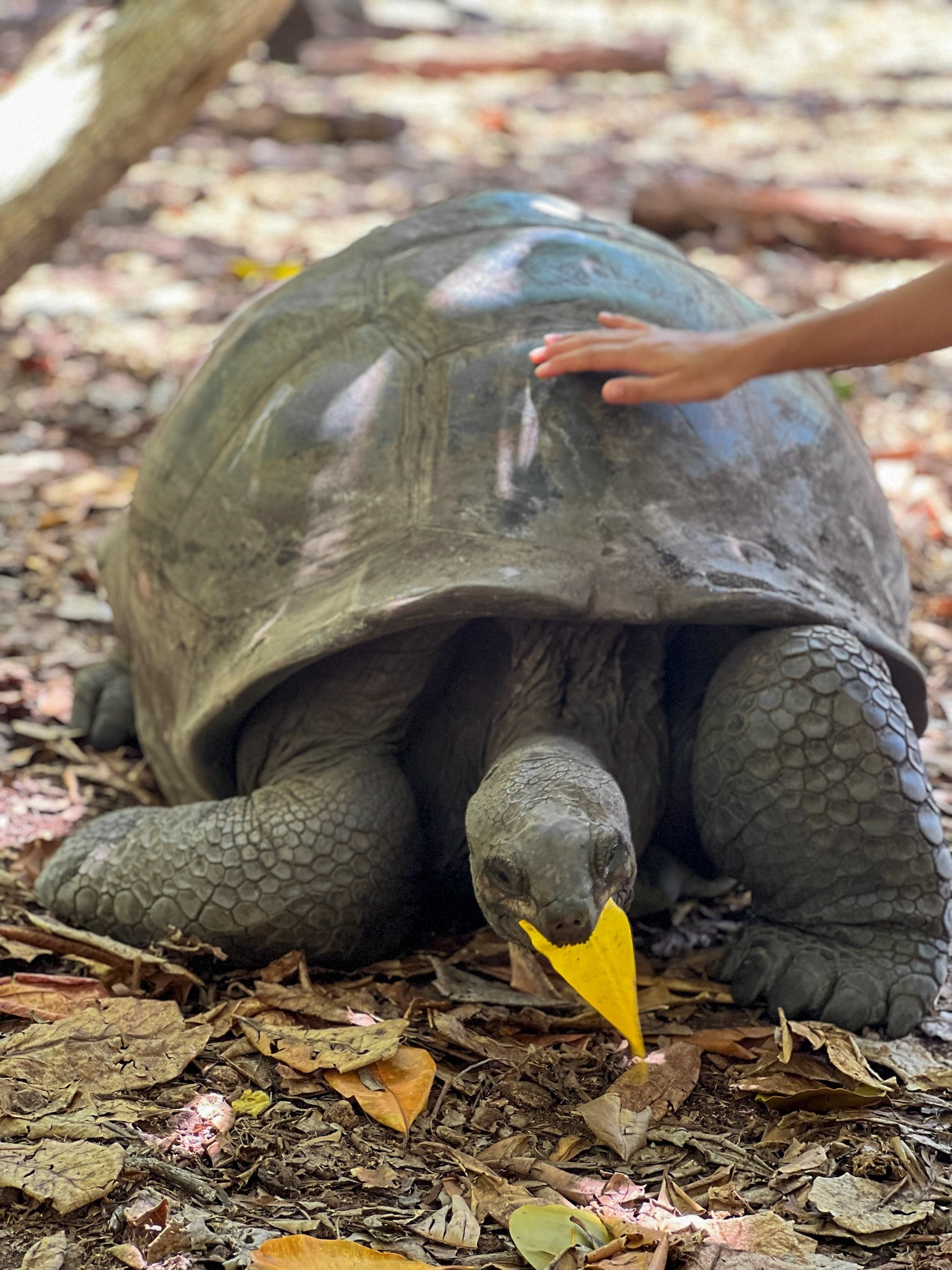 Riesenschildkröte auf den Seychellen wird von Besucherin gestreichelt – Tiererlebnis auf Praslin oder La Digue