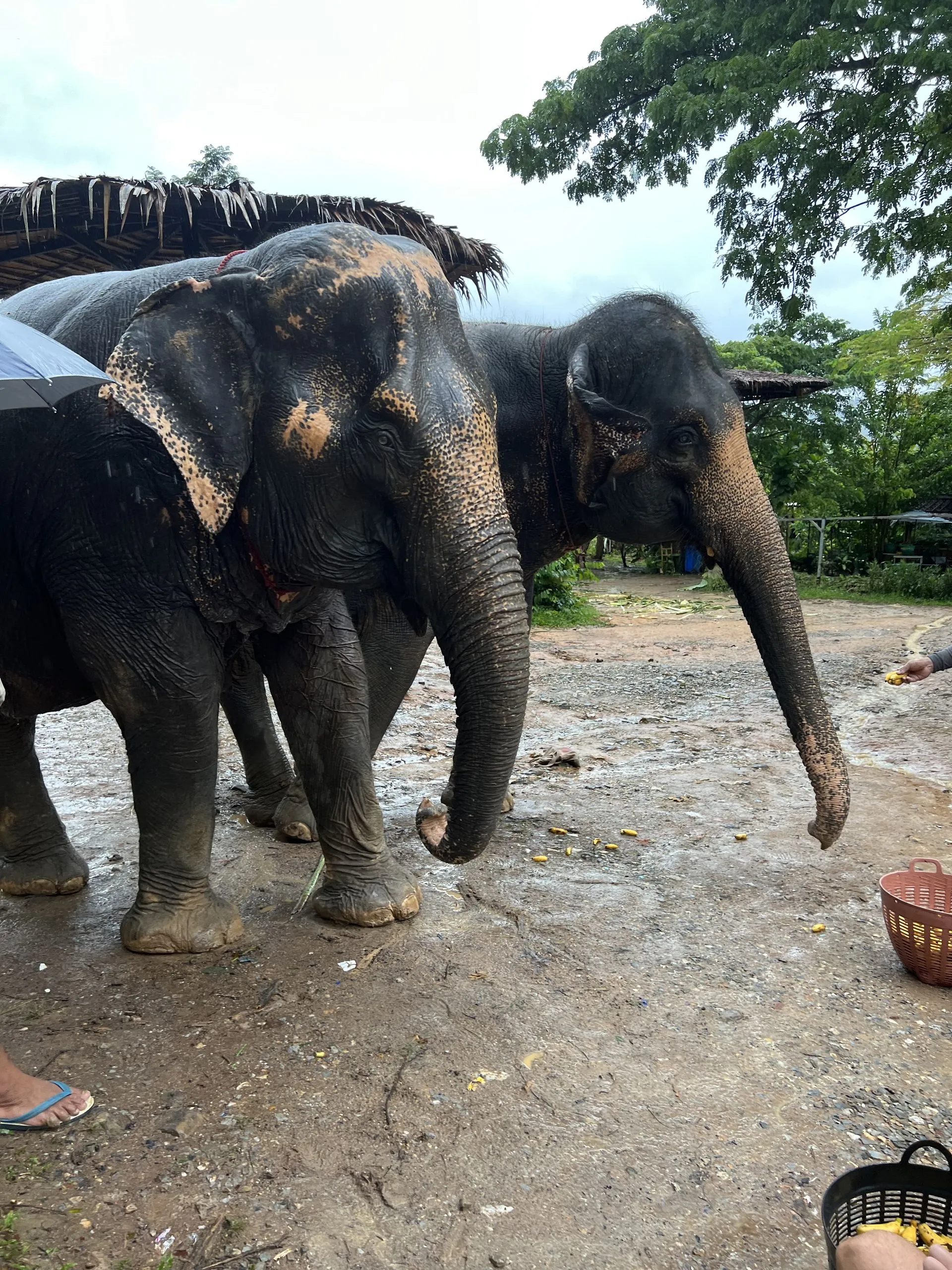 Elephant Jungle Sanctuary Phuket